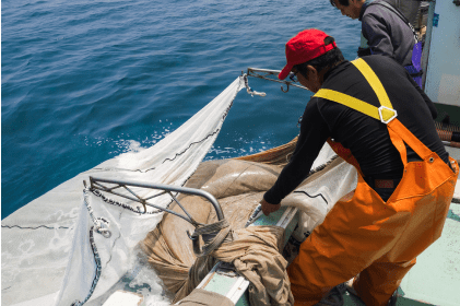 銀魚漁獲觀察體驗 - 與當地漁夫的海上體驗