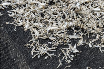 銀魚加工廠參觀